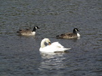 SX03583 Mute swan (Cygnus Olor) and two Canada geese (Branta Canadensis).jpg